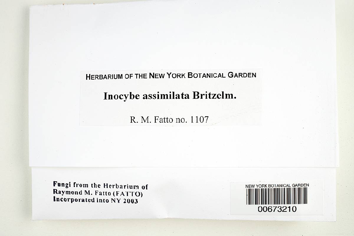 Inocybe umbrina image