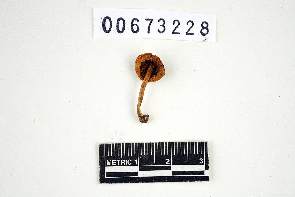 Inocybe subexilis image