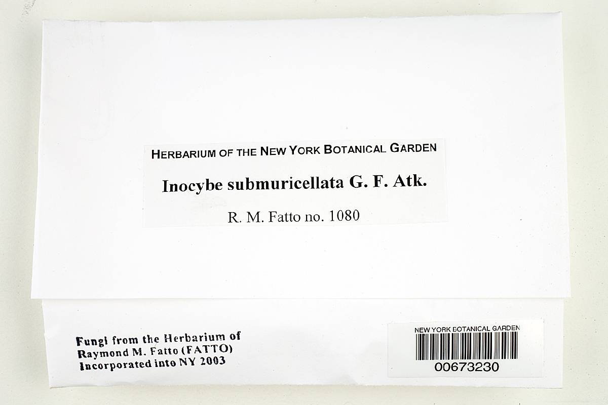 Inocybe submuricellata image