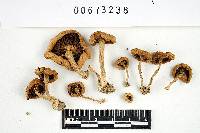 Inocybe squamosodisca image