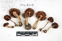 Inocybe nitidiuscula image