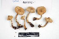 Inocybe sindonia image