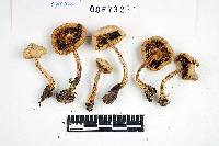 Inocybe sindonia image