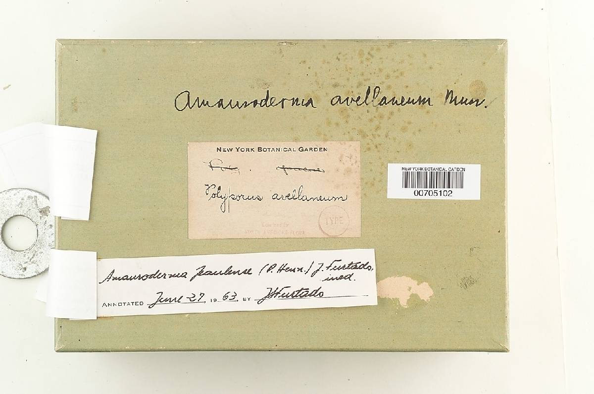 Amauroderma sprucei image