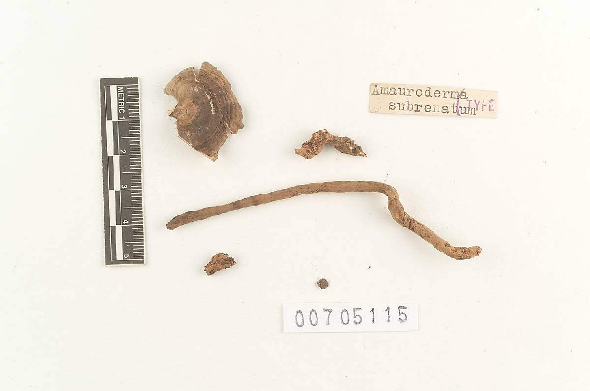 Amauroderma subrenatum image