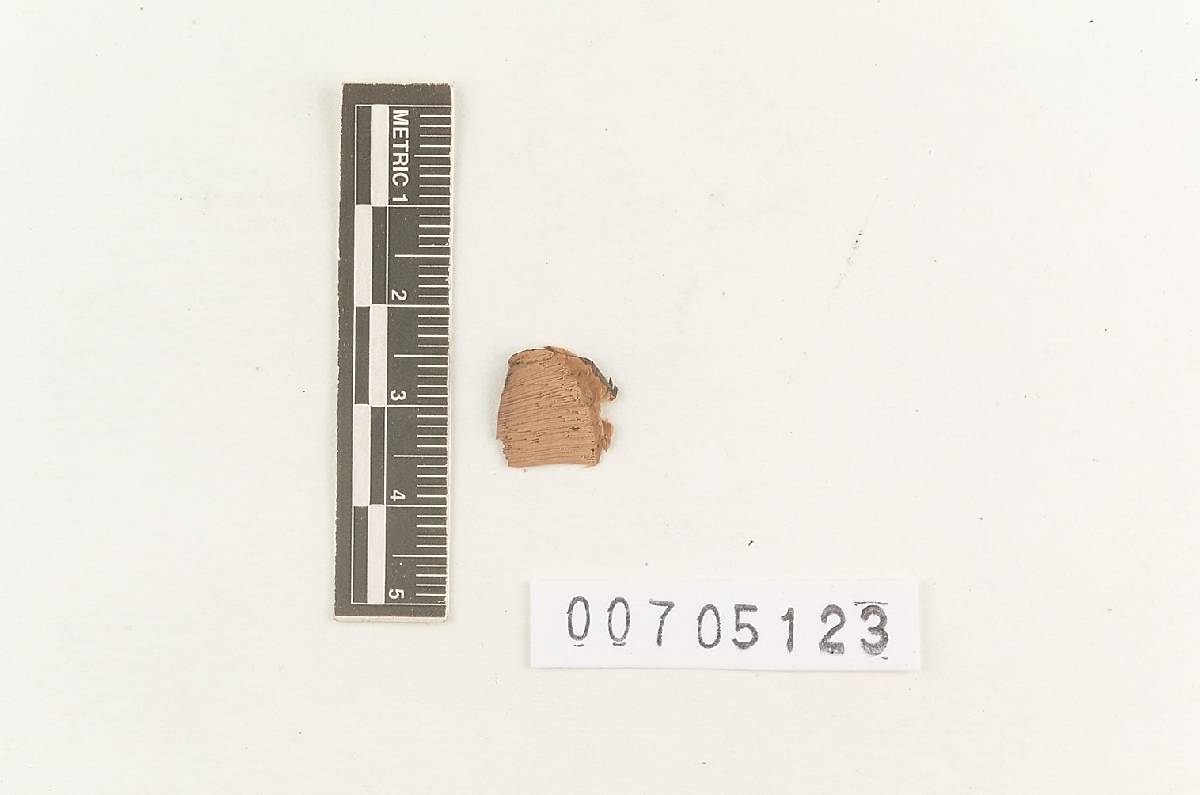 Amauroderma praetervisum image
