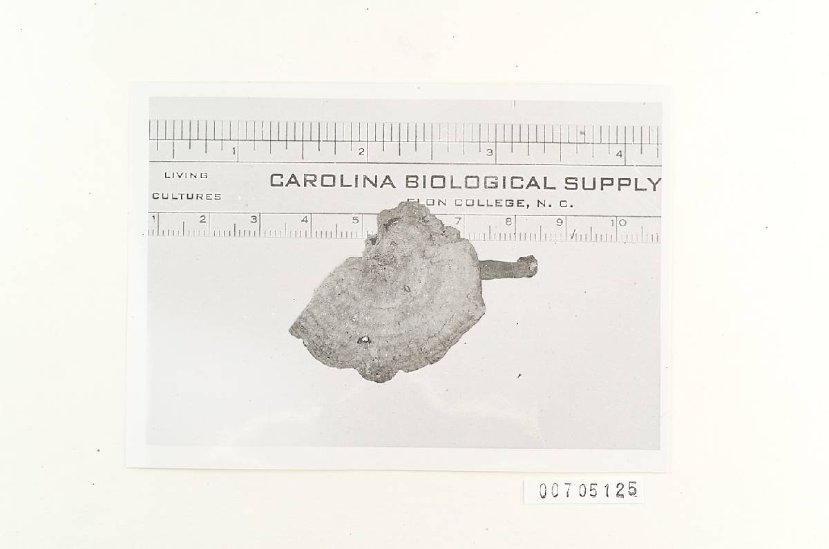 Amauroderma conicum image