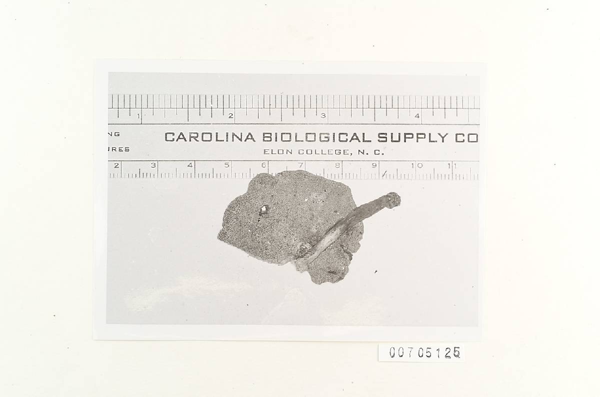 Amauroderma conicum image