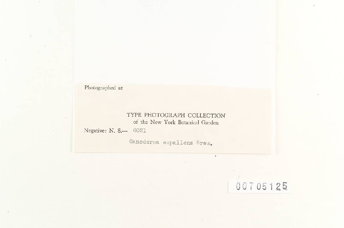 Amauroderma conicum image