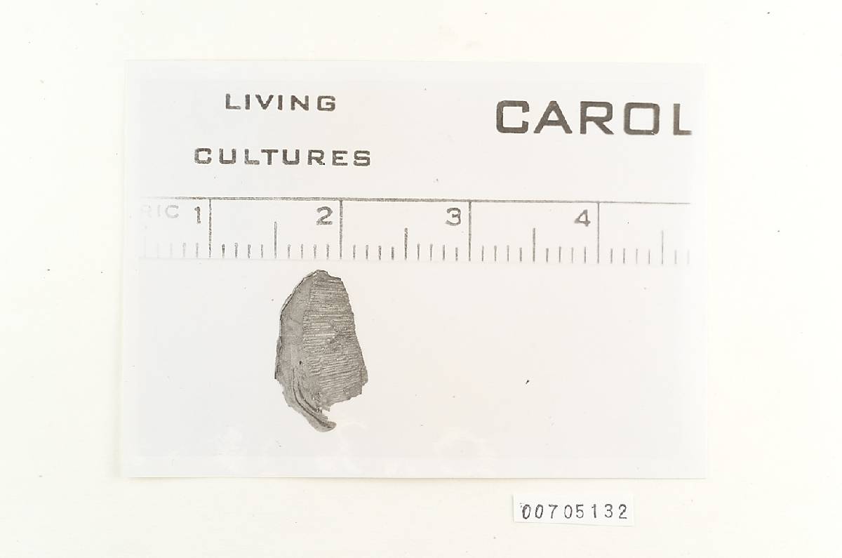 Amauroderma praetervisum image