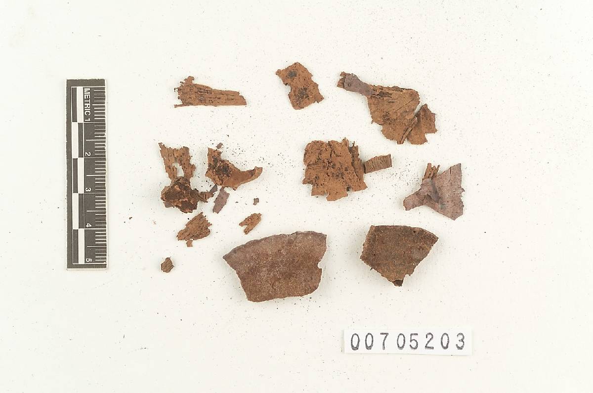 Amauroderma preussii image