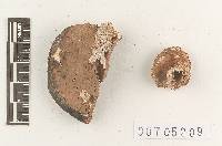 Ganoderma lamaoense image