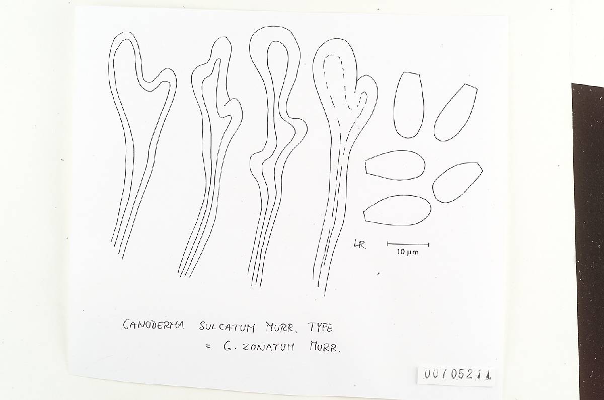 Ganoderma sulcatum image