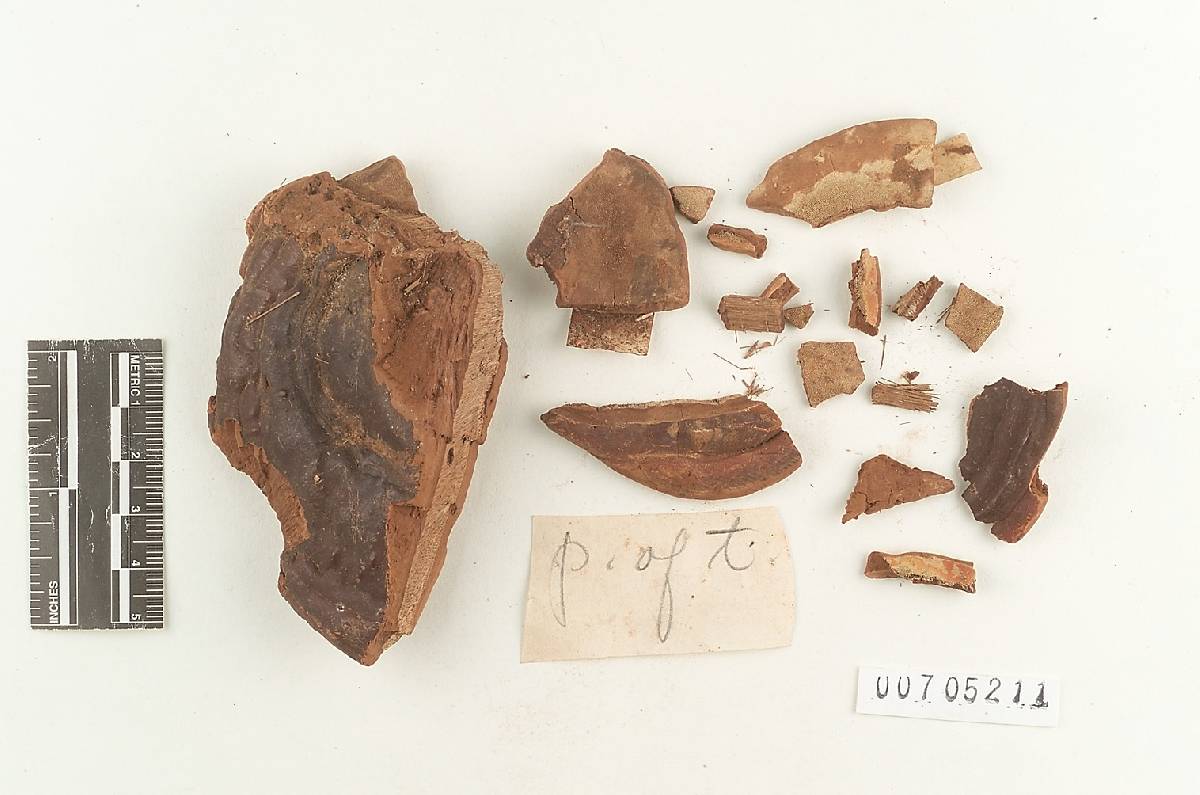 Ganoderma sulcatum image