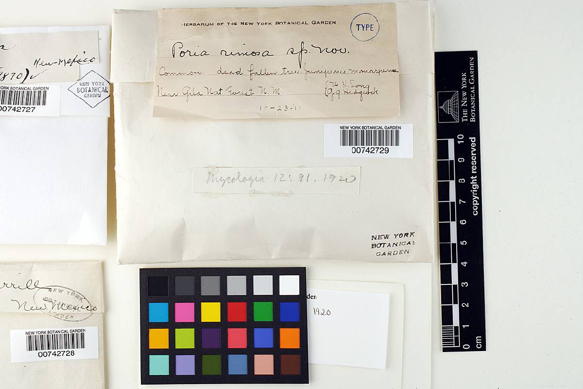 Diplomitoporus image