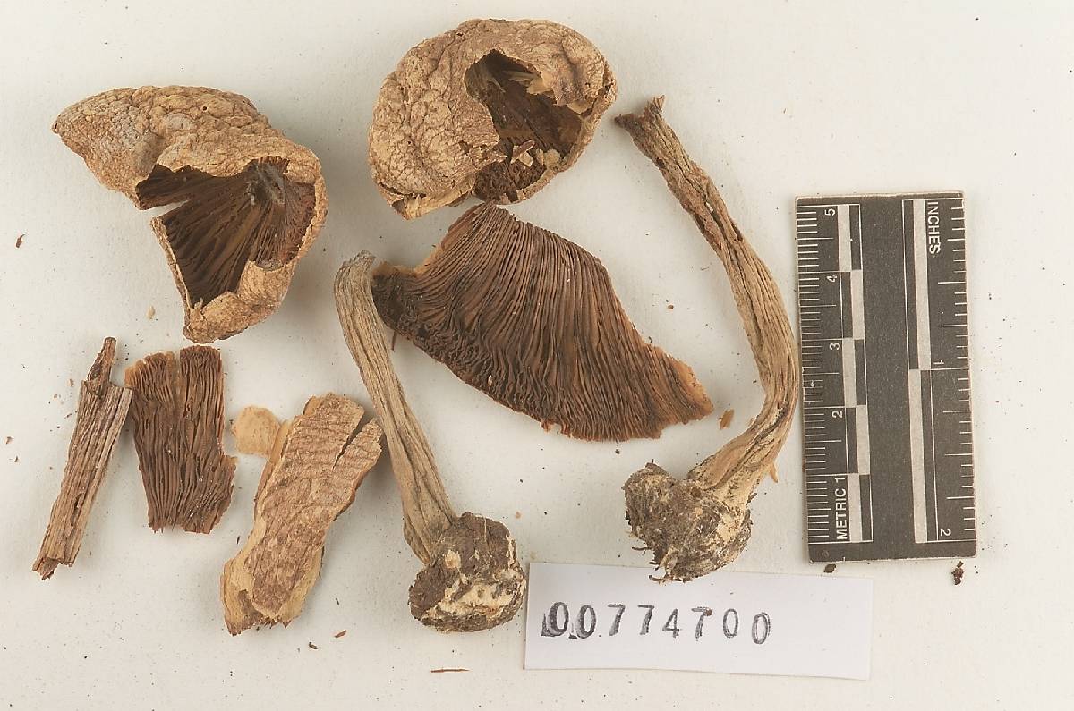 Agaricus wilmotii image