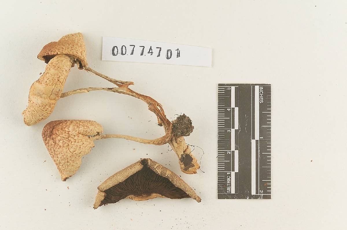 Agaricus riberaltensis image