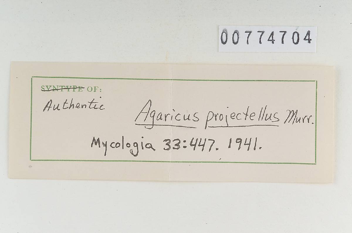 Agaricus projectellus image