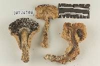 Agaricus sequoiae image