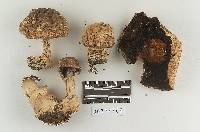 Agaricus perobscurus image