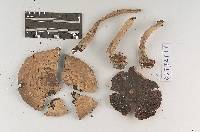 Agaricus subplacomyces image