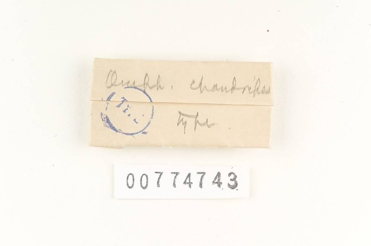 Agaricus chondripes image