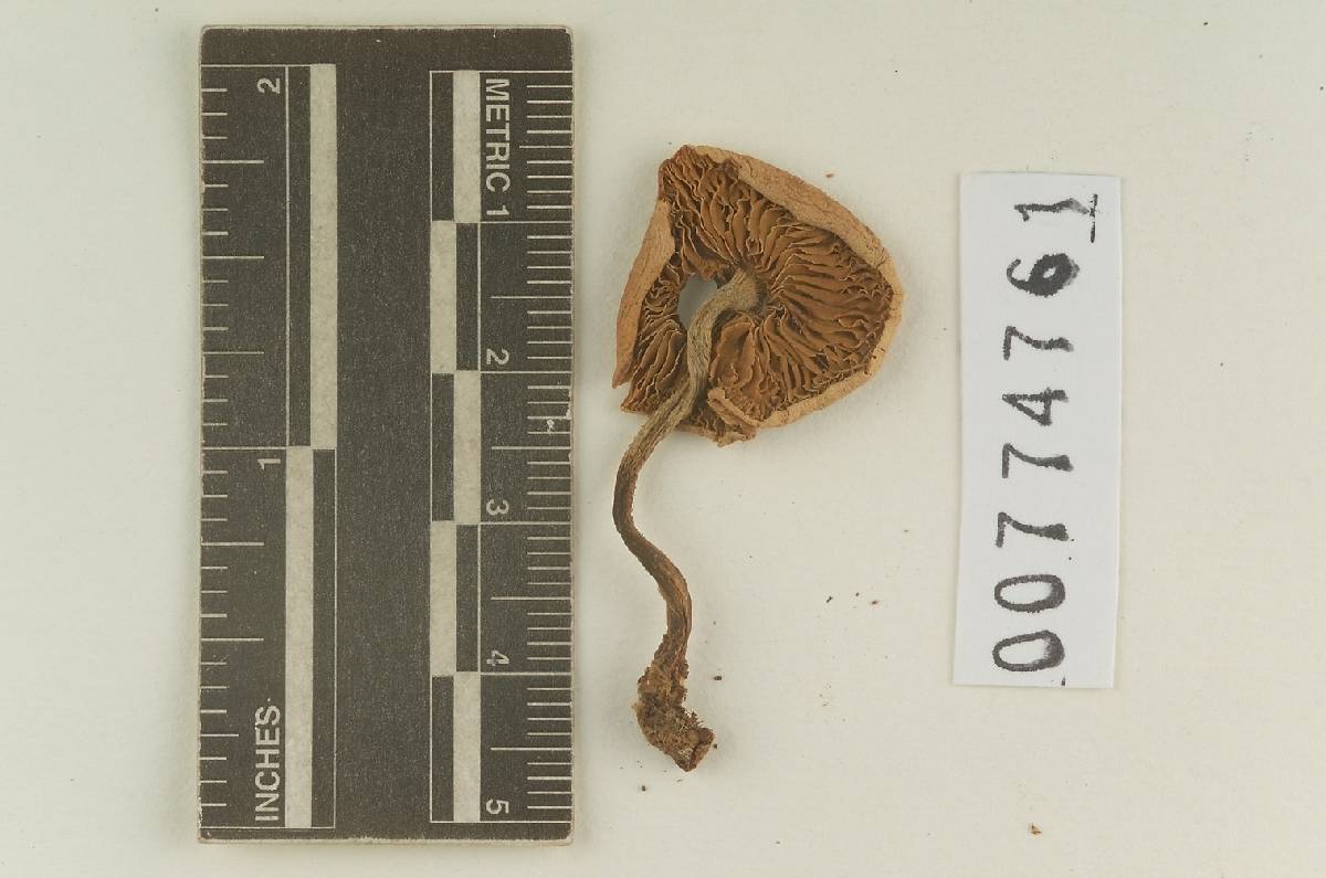Agaricus discomorbidus image
