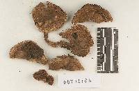 Agaricus rubribrunnescens image