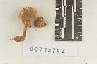 Agaricus ochraceidiscus image