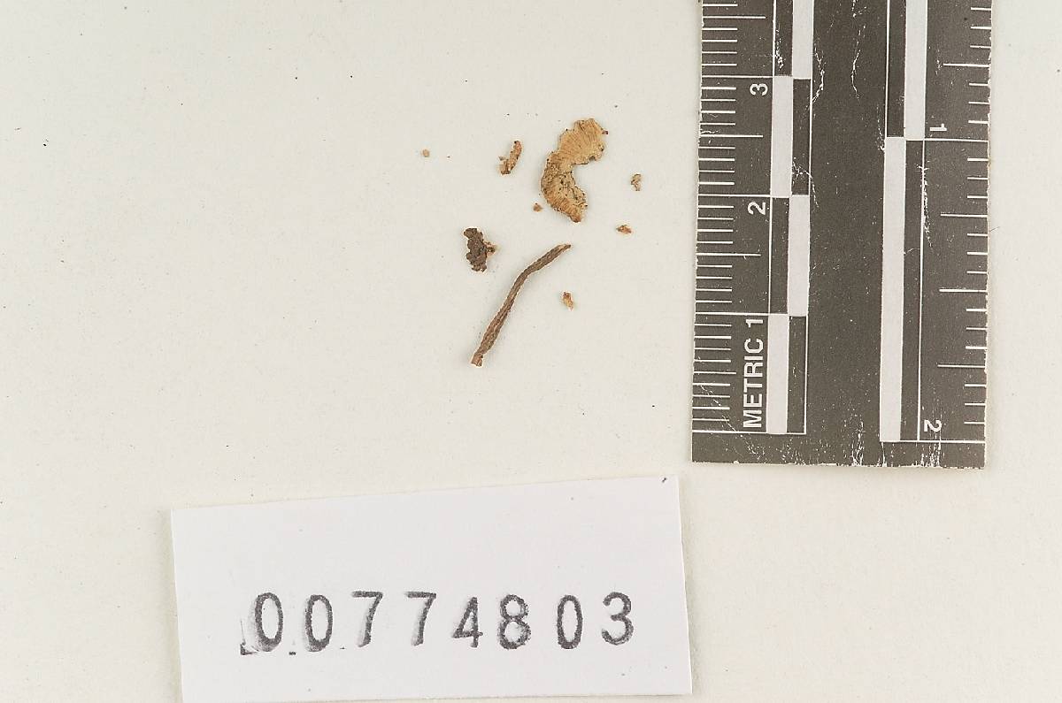 Agaricus lenticeps image