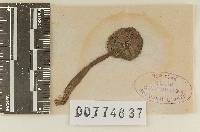 Lentinula guarapiensis image