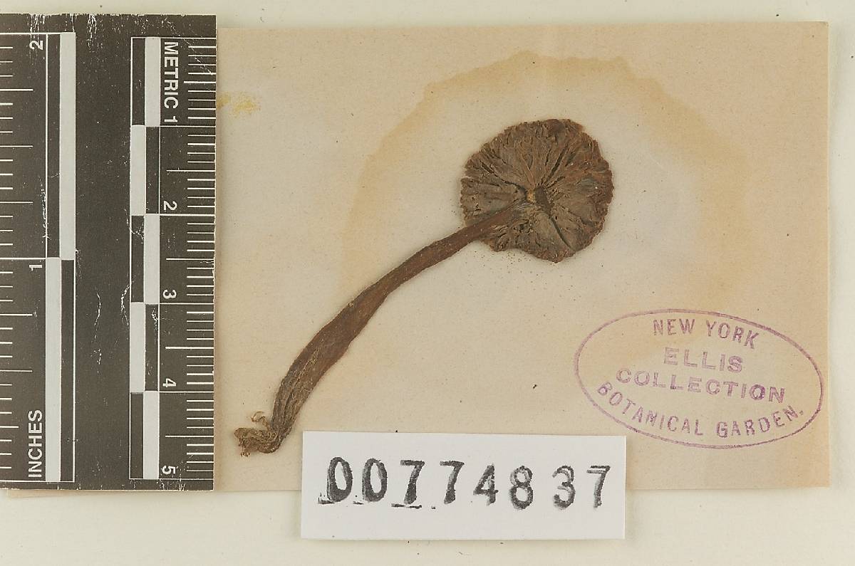 Lentinula guarapiensis image