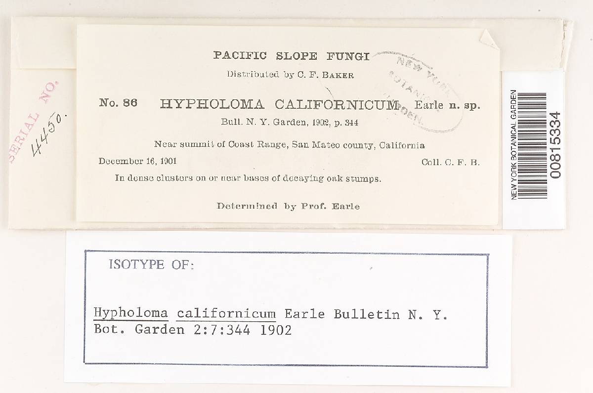 Hypholoma californicum image