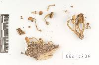 Hypholoma flavovirens image