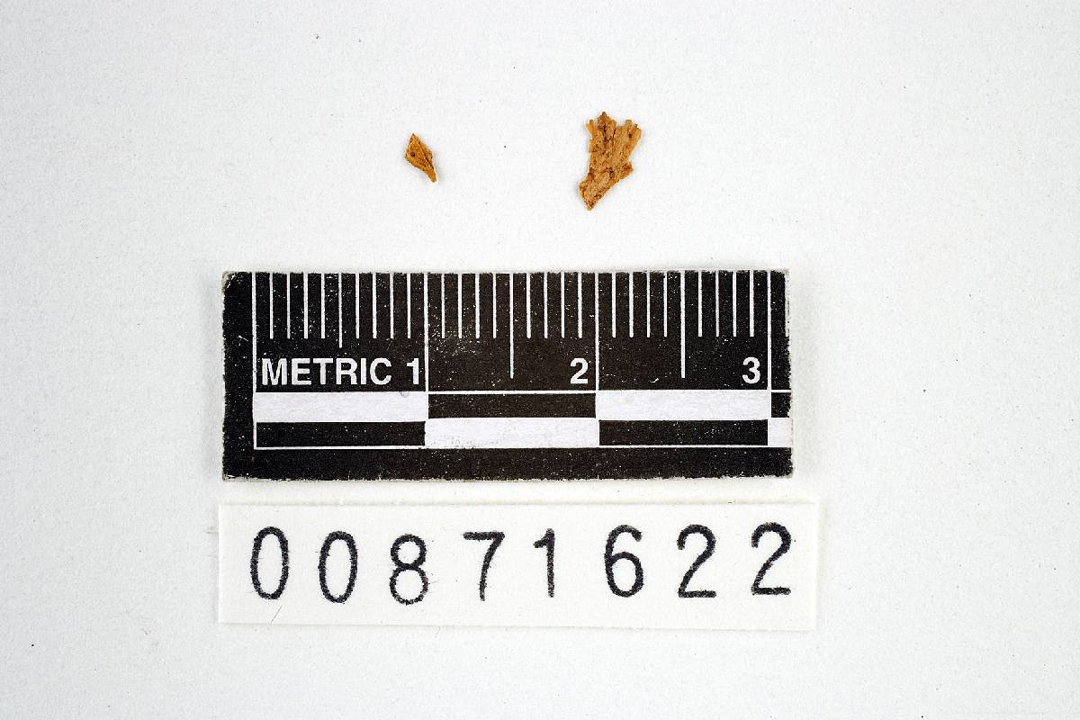Agaricus subclypeolarius image