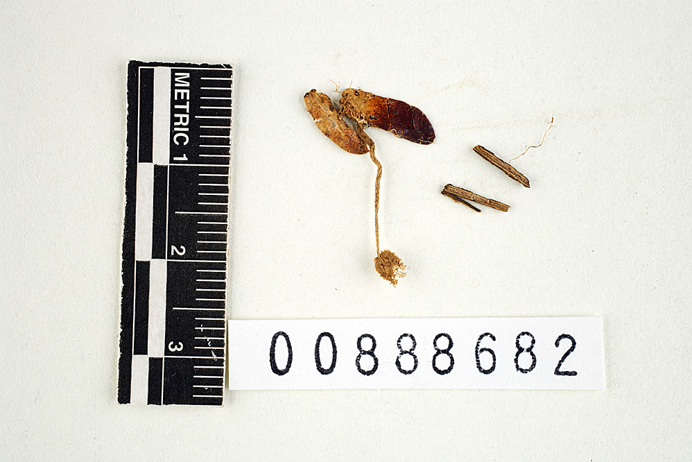 Agaricus carecomoeis image