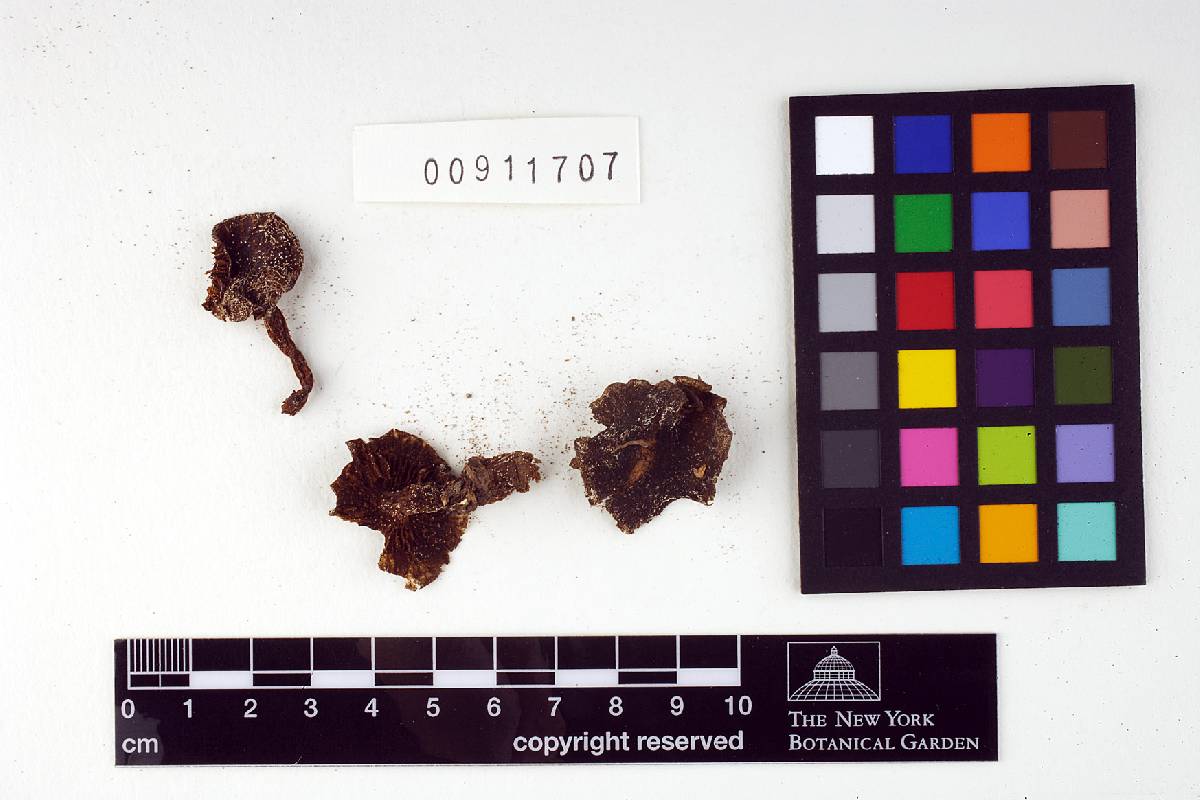 Entoloma pseudovenosum image