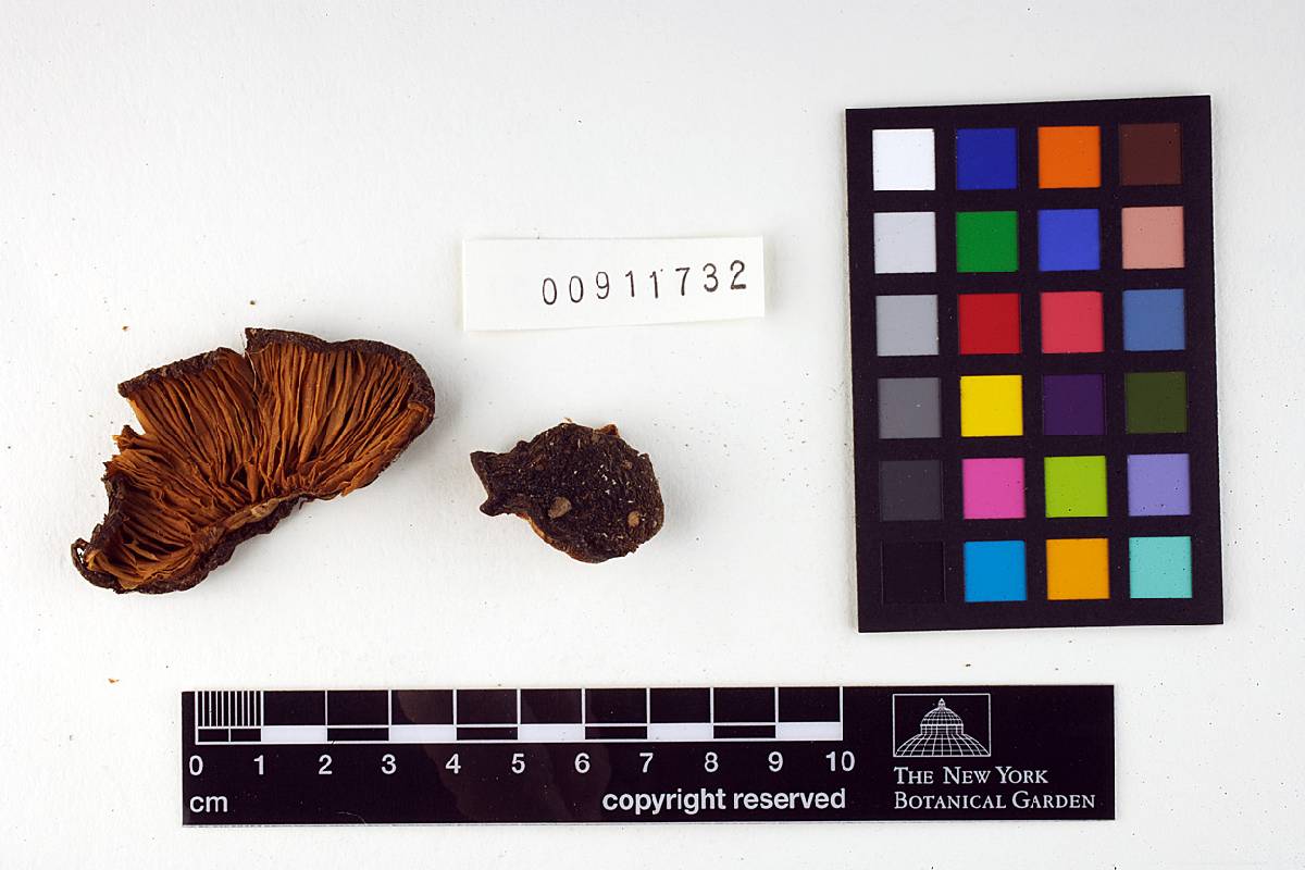 Entoloma durum image