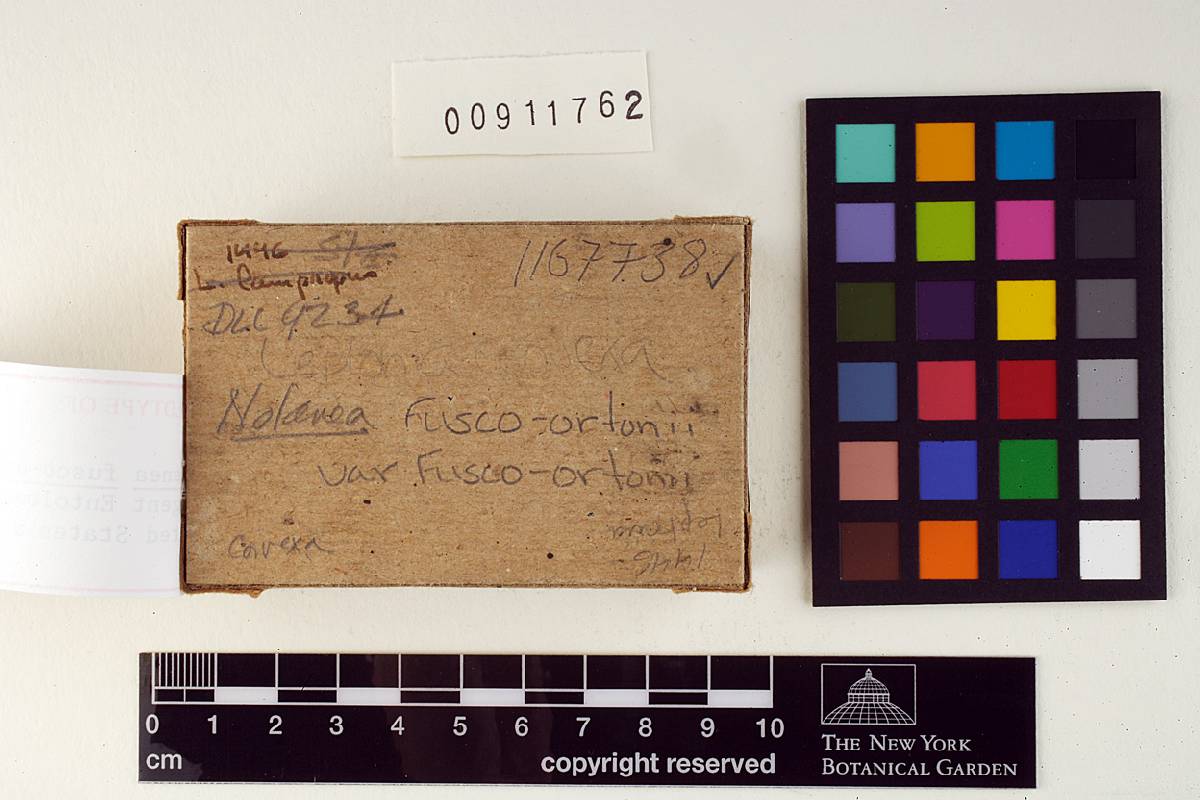Nolanea fusco-ortonii image