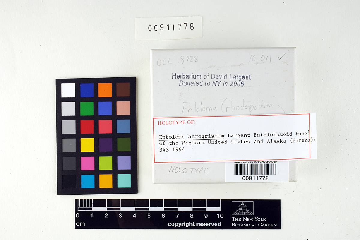 Entoloma atrogriseum image