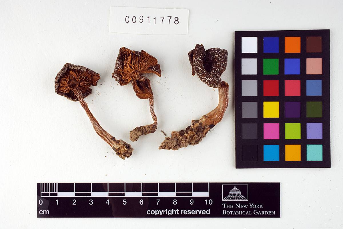 Entoloma atrogriseum image