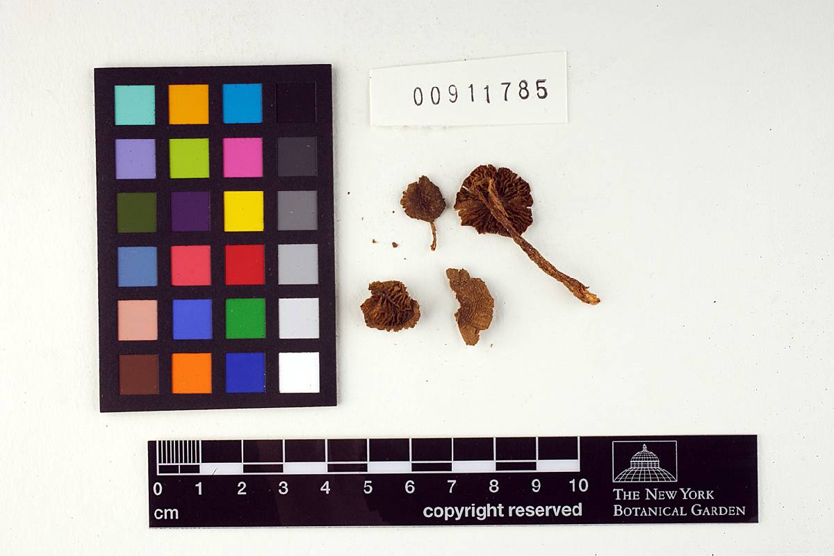 Entoloma trachyosporum image