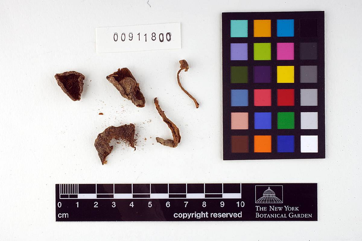 Entoloma brunnescipes image