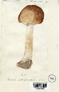 Agaricus subrufescentoides image