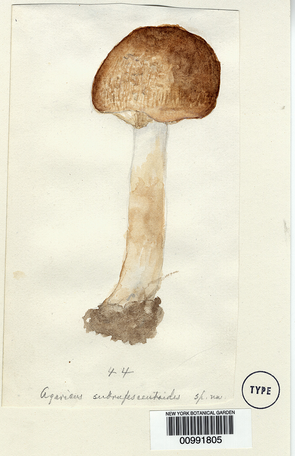 Agaricus subrufescentoides image