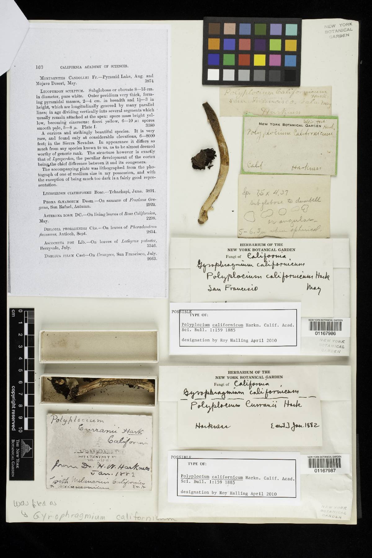 Polyplocium californicum image
