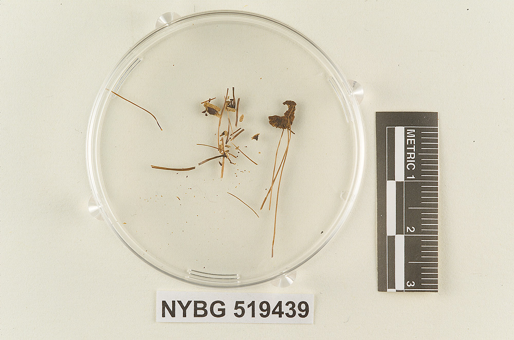 Marasmius acicularis image