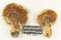 Armillaria appendiculata image