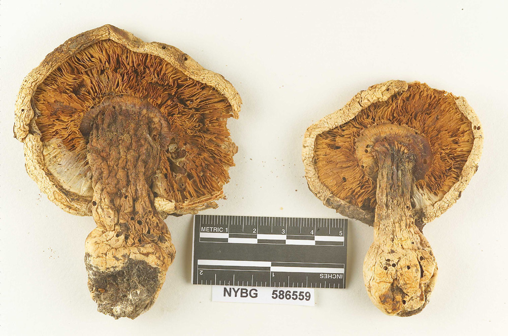 Armillaria appendiculata image