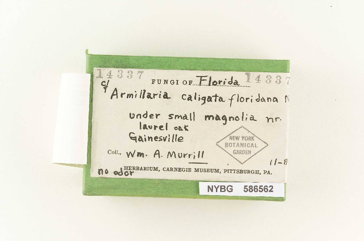 Armillaria caligata var. floridana image
